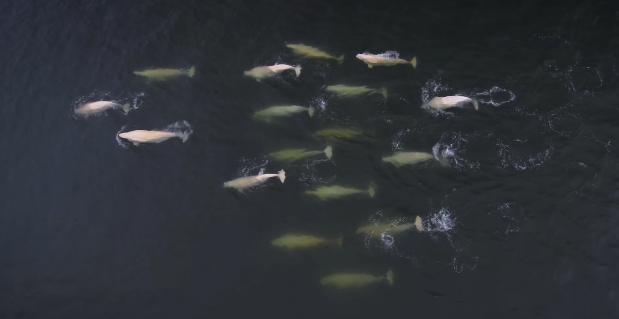 Aerial view of dozens of beluga whales swimming in the ocean.