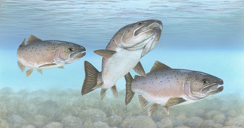 illustration of 3 salmon underwater.