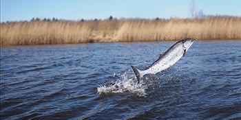 Atlantic Wild Salmon Conservation Policy