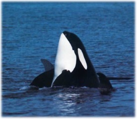 Orca