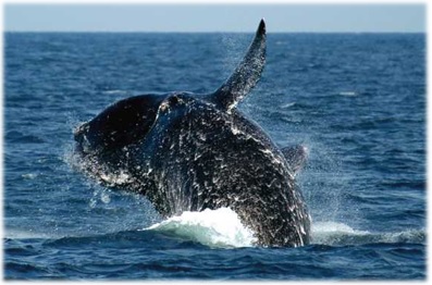 North Atlantic right whale