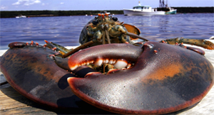 crab
