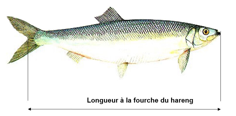 Image de la longueur à la fourche du hareng