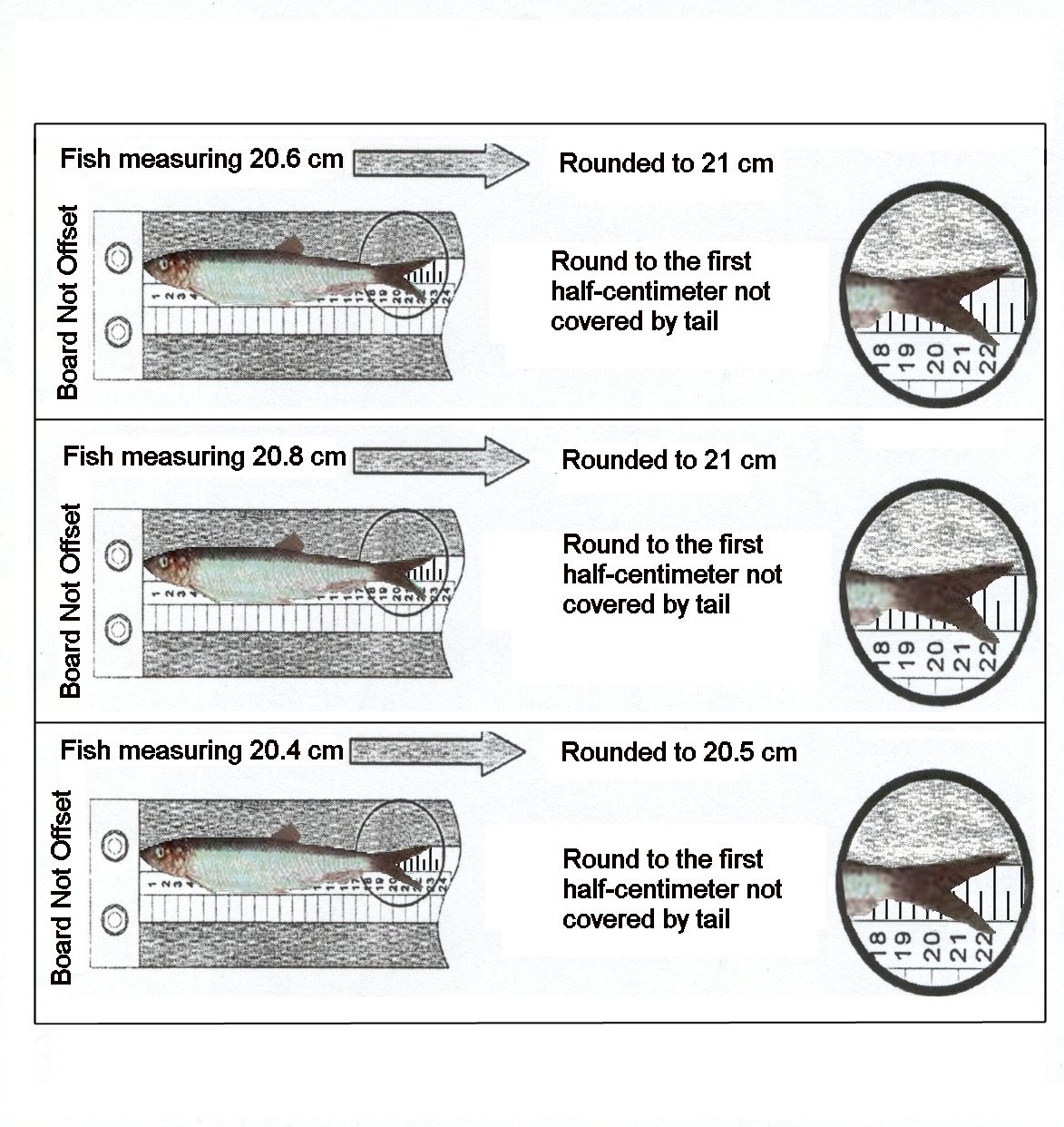 Small fish protocol in the purse seine herring fishery in NAFO Division 4T