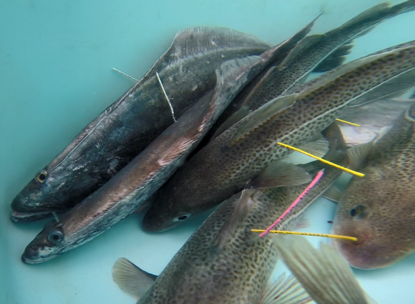 Several tagged fish; visible tags include yellow, pink, and white markers inserted near the dorsal fins, indicating individual identification for research or monitoring purposes