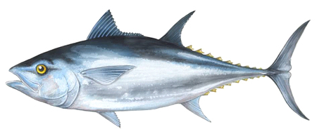 Atlantic Bluefin Tuna (Thunnus thynnus, L)