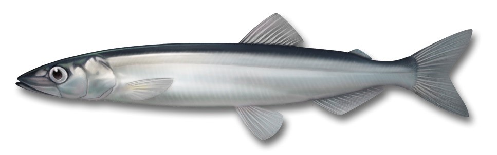 Picture of capelin