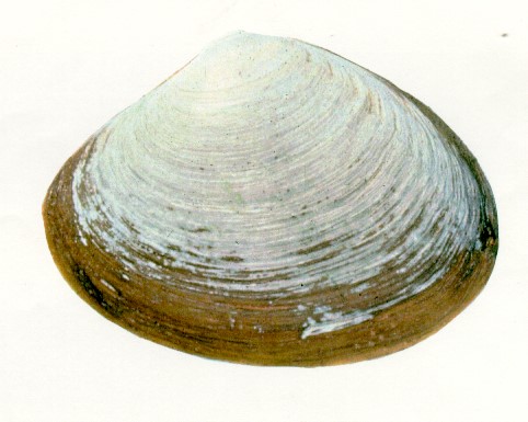 Arctic surf clam