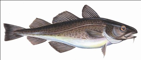 Image of Atlantic cod