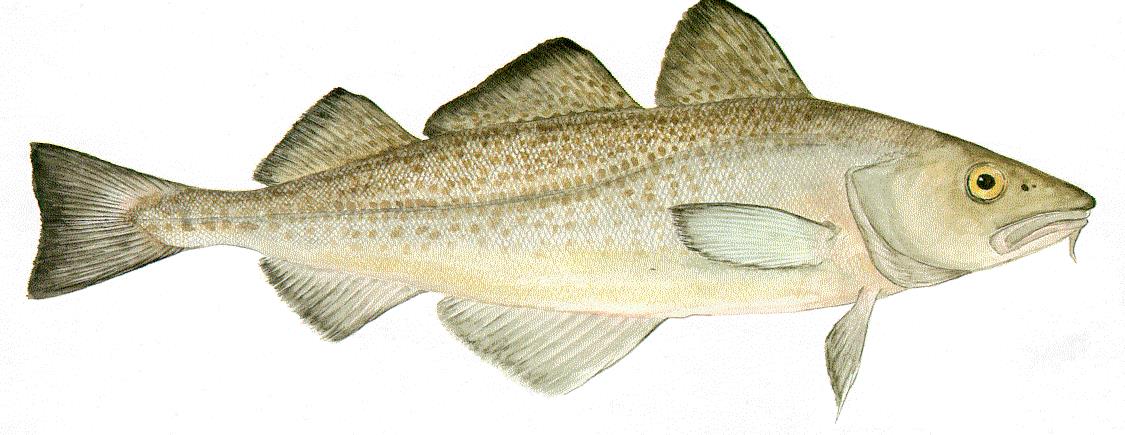 Picture of Atlantic cod