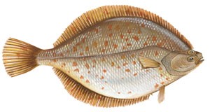 Picture of yellowtail flounder