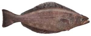 Photo of a Greenland halibut
