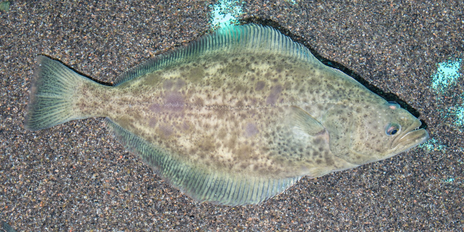 Greenland halibut