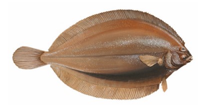 Picture of witch flounder