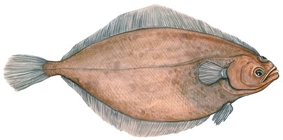 Plie canadienne illustration