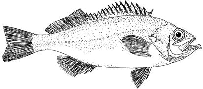 Image of redfish