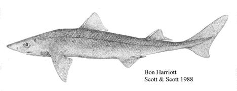 Image of redfish