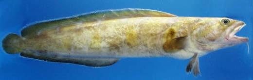 Image of Cusk