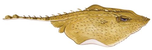 Image of Thorny skate
