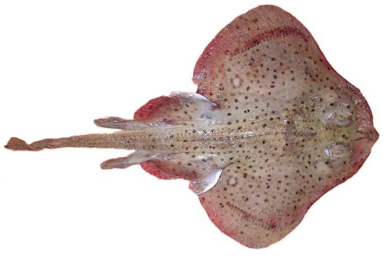 Image of Thorny skate