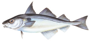 Image of Atlantic haddock