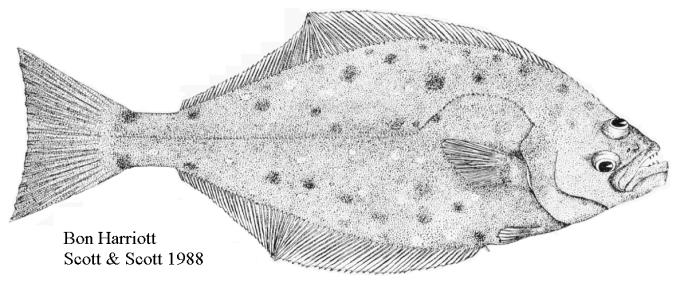 Image of Atlantic halibut