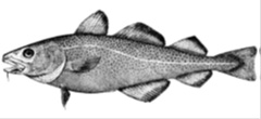 Photo of a cod