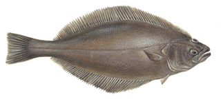 Photo of a Greenland halibut