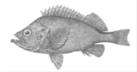 Photo of a redfish