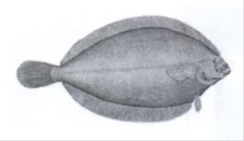 Photo of a witch flounder