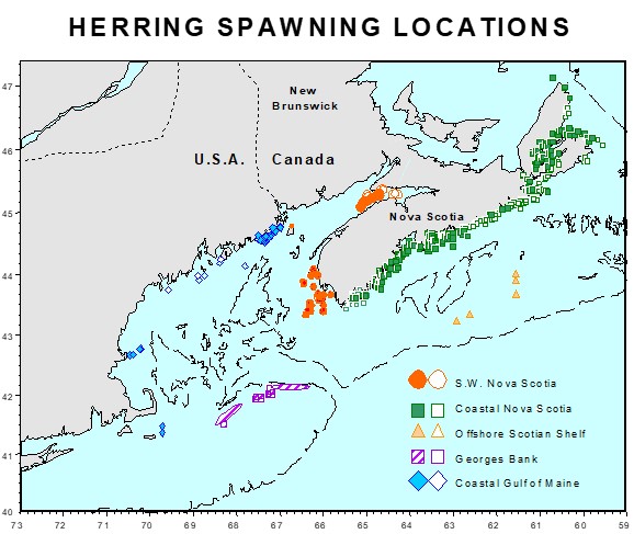 Figure 3 shows schematic representation of herring spawning grounds for the Scotian Shelf and Gulf of Maine areas 