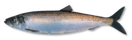 image of herring