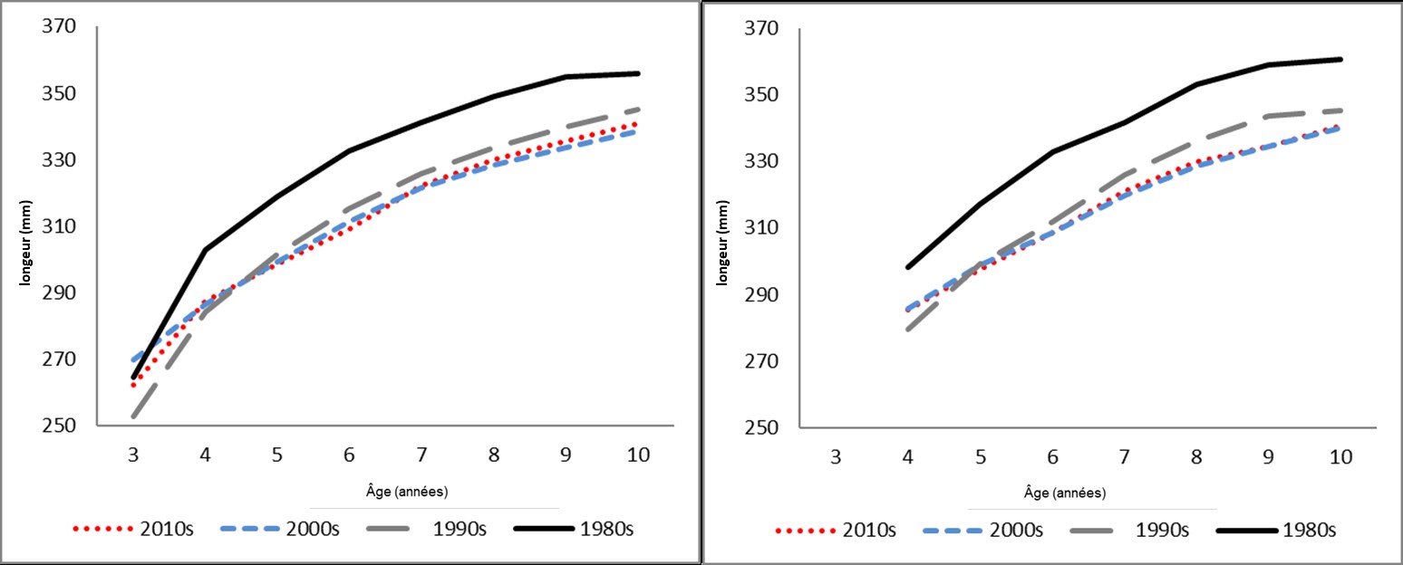 Graphique illustrant la longueur moyenne selon l’âge (mm) des géniteurs de printemps et des géniteurs d’automne par décennie