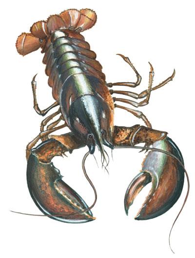 Image of American lobster