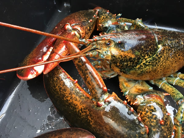 Un immense poisson rouge de 67 lb vient d'être pêché en France