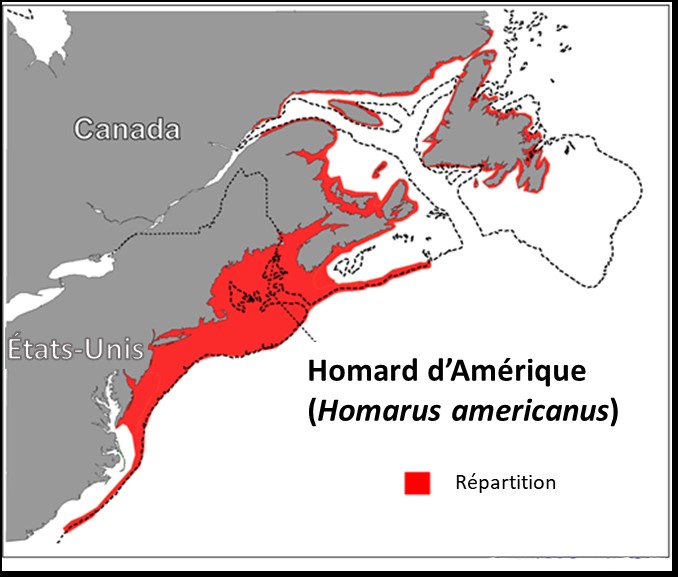 Carte illustrant la répartition du homard dans l’Est