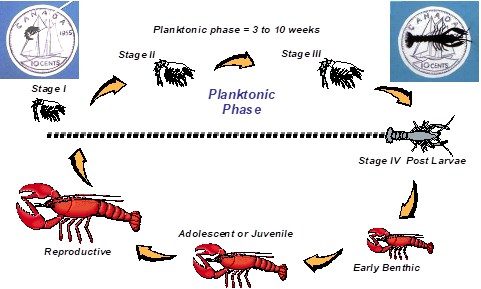Image illustrating lobster life cycle