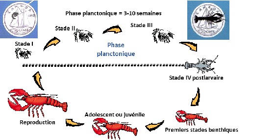 Image illustrant le cycle de vie du homard