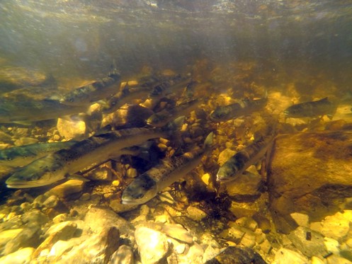Salmon swimming in shallow water