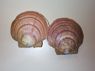 Photo of two Sea Scallops Placopecten magellanicus
