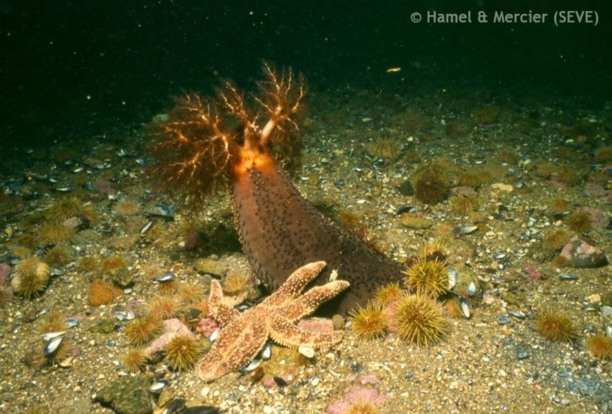 image of sea cucumber