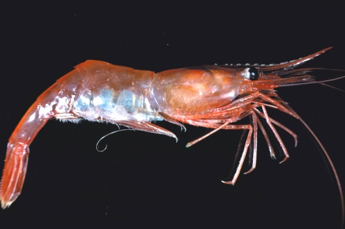 Photo d'une crevette nordique