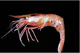 
     phot of striped shrimp