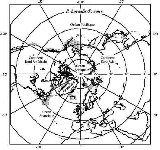 Image montrant l’aire de répartition de la crevette nordique dans l’hémisphère Nord