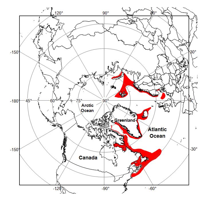 Image showing distribution of Northern shrimp in the Northern hemisphere