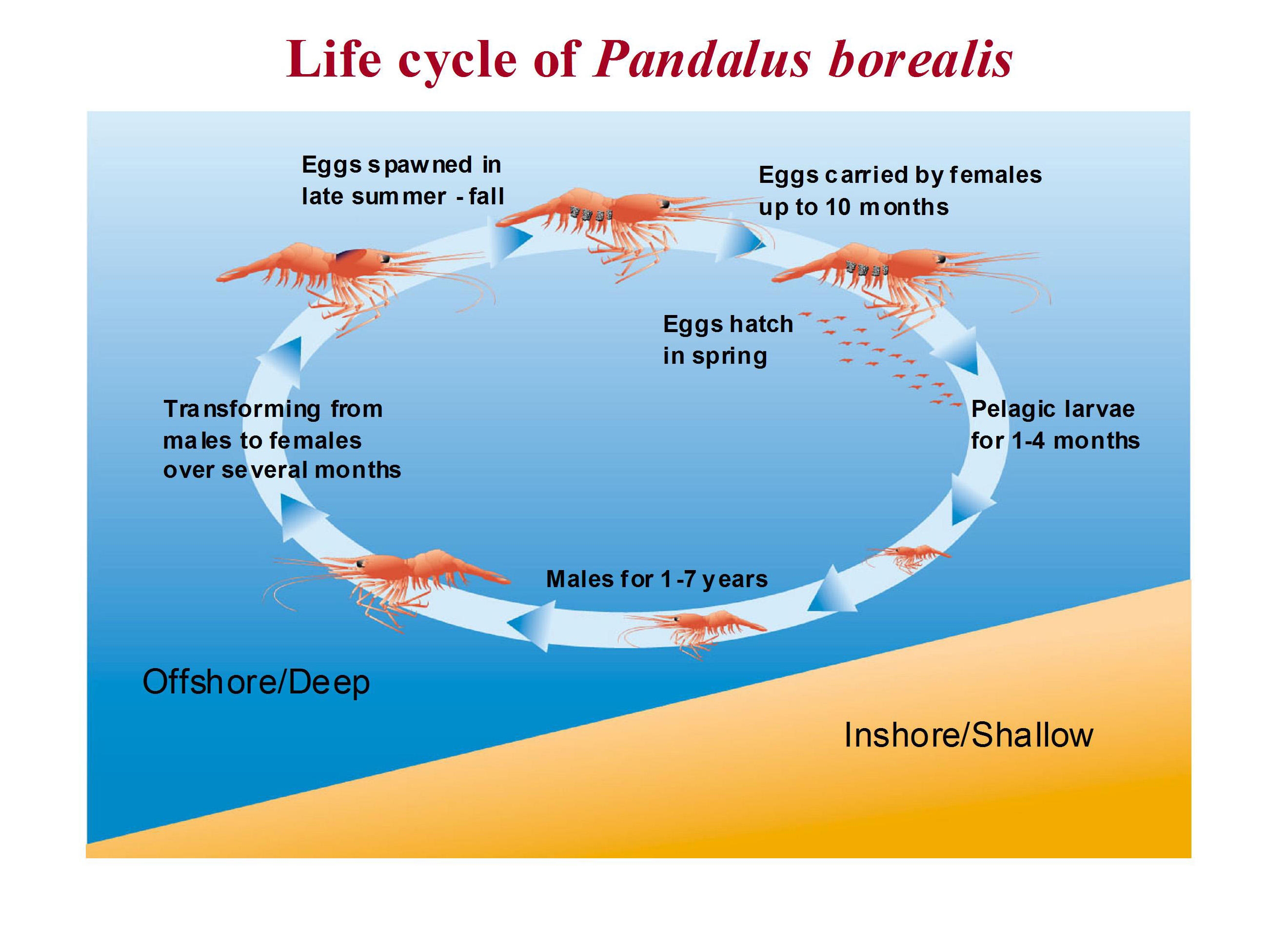 Life cycle of Northern shrimp: Pelagic larvae for 1-4 months. Males for 1-7 years. Transforming from males to females over several months. Eggs spawned in late summer-fall. Eggs carried by females up to 10 months. Eggs hatch in Spring.