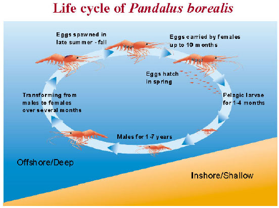 Life cycle of Pandalus borealis