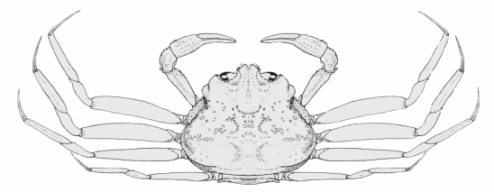 Image of Snow Crab