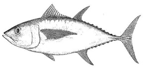 Image d’un thon ventru (Thunnus obesus)