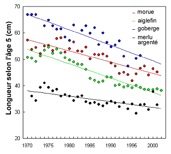 Fig. 27. Changements dans la longueur moyenne de quatre espèces